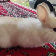بچه خرگوش پشمالو(نیمه لوپ)