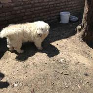 واگذاری سگ پاکوتاه اصیل از نژاد شیتزو