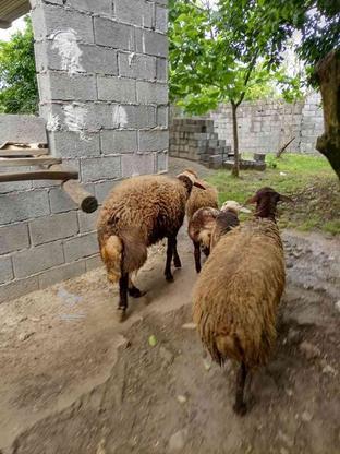 گوسفند نر،نژاد قزل افشار در گروه خرید و فروش ورزش فرهنگ فراغت در مازندران در شیپور-عکس1
