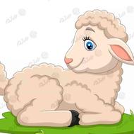 فروش گوسفند زنده وزن از 25تا90کیلو