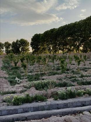 250 متر باغچه جنگلی با دیوار گلی در شهریار در گروه خرید و فروش املاک در تهران در شیپور-عکس1