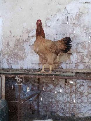 فروش مرغ لاری تخمی درشت در گروه خرید و فروش ورزش فرهنگ فراغت در خراسان رضوی در شیپور-عکس1