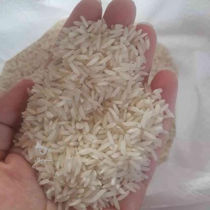 فروش برنج طارم هاشمی مستقیم از کشاورز بصورت عمده در گروه خرید و فروش خدمات و کسب و کار در مازندران در شیپور-عکس1