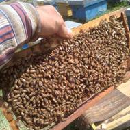 فروش کندو 10قاب زنبور عسل