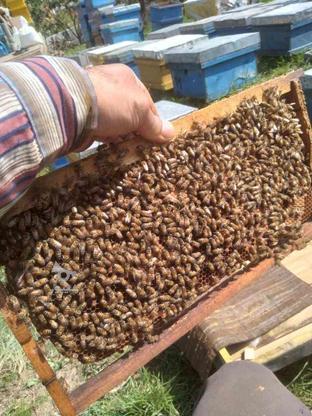 فروش کندو 10قاب زنبور عسل در گروه خرید و فروش ورزش فرهنگ فراغت در مازندران در شیپور-عکس1
