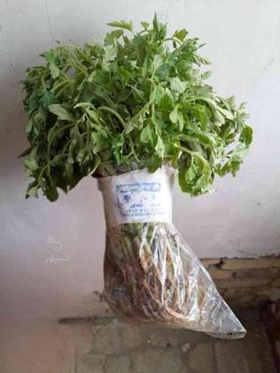 نشاء - شیتل صیفی‌جات و سبزی‌جات گلخانه دیار در گروه خرید و فروش صنعتی، اداری و تجاری در آذربایجان غربی در شیپور-عکس1