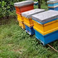 فروش تعدادی زنبور