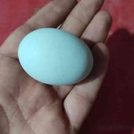 مرغ امروکانا تخم آبی فیروزه ای میذاره