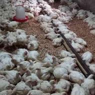 فروش مرغ مرغ اروگانیک مرغ سبز در لاویج