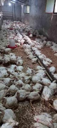 فروش مرغ اروگانیک مرغ سبز در لاویج فروش یکسره 950 عدد در گروه خرید و فروش ورزش فرهنگ فراغت در مازندران در شیپور-عکس1