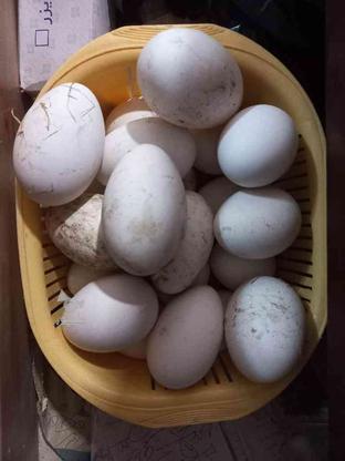 تخم غاز لیندا نطفه دار نژاد اصیل ساحلی فروش فوری در گروه خرید و فروش ورزش فرهنگ فراغت در مازندران در شیپور-عکس1