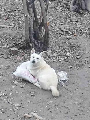 واگذاری سگ اشپیتز پاکوتاه در گروه خرید و فروش ورزش فرهنگ فراغت در گلستان در شیپور-عکس1