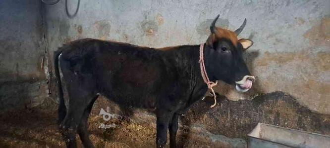 گاو دودندان قربانی قیمت مقطوع در گروه خرید و فروش ورزش فرهنگ فراغت در گلستان در شیپور-عکس1