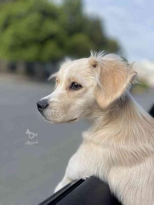 واگذاری سگ اشپیتز6ماهه در گروه خرید و فروش ورزش فرهنگ فراغت در تهران در شیپور-عکس1