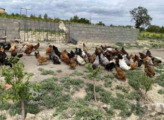 مرغ تعداد معدود به فروش میرسد در گروه خرید و فروش ورزش فرهنگ فراغت در آذربایجان غربی در شیپور-عکس1