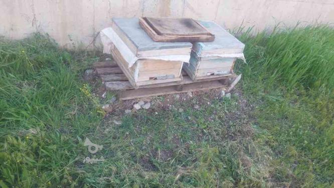 فروس دو عدد صندوق پر زنبور عسل درجه یک در گروه خرید و فروش ورزش فرهنگ فراغت در آذربایجان غربی در شیپور-عکس1