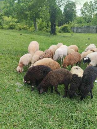 گوسفند.زنده در گروه خرید و فروش ورزش فرهنگ فراغت در مازندران در شیپور-عکس1