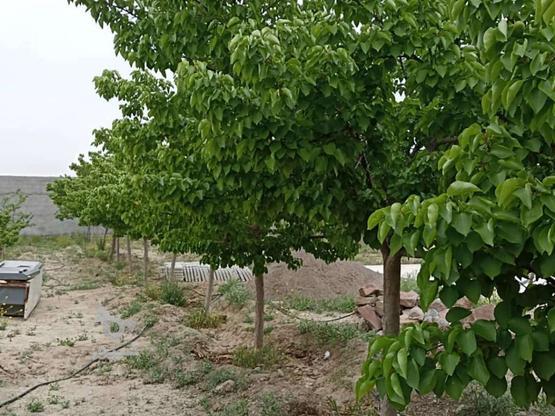 باغ ویلا با 14ساعت اب 35000متر در گروه خرید و فروش املاک در خراسان رضوی در شیپور-عکس1