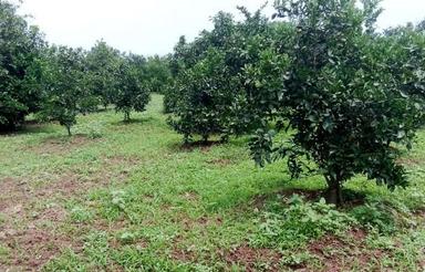 فروش زمین کشاورزی 500 متر در میاندرود