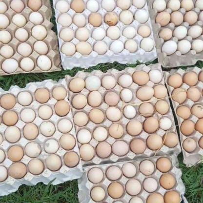 تخم مرغ نطفه دار در گروه خرید و فروش خدمات و کسب و کار در گیلان در شیپور-عکس1