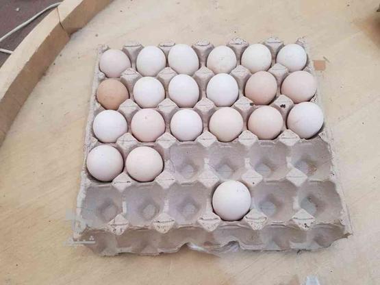 تخم مرغ لاری در گروه خرید و فروش ورزش فرهنگ فراغت در البرز در شیپور-عکس1