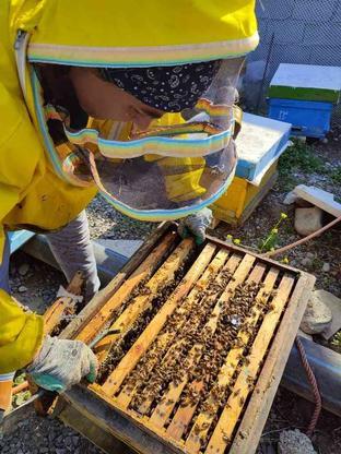 فروش زنبور عسل در گروه خرید و فروش ورزش فرهنگ فراغت در گیلان در شیپور-عکس1