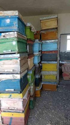 جعبه زنبور عسل در گروه خرید و فروش ورزش فرهنگ فراغت در آذربایجان غربی در شیپور-عکس1