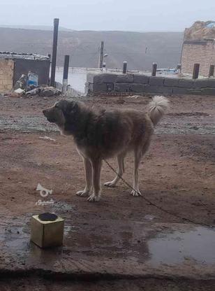 واگذاری دو تا سگ گله درشت هیکل در گروه خرید و فروش ورزش فرهنگ فراغت در آذربایجان شرقی در شیپور-عکس1