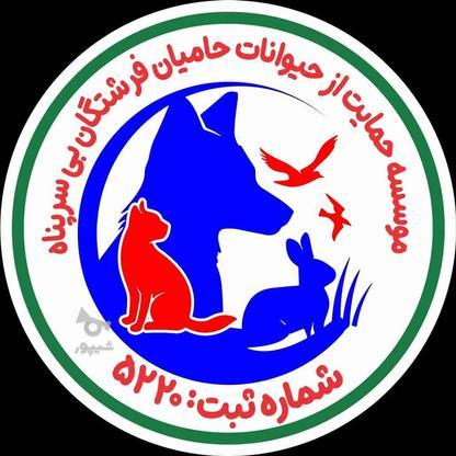 انجمن حمایت از حیوانات در گروه خرید و فروش خدمات و کسب و کار در تهران در شیپور-عکس1