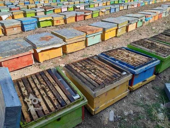 فروش زنبور عسل در گروه خرید و فروش ورزش فرهنگ فراغت در آذربایجان شرقی در شیپور-عکس1