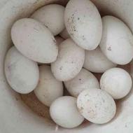 فروش تخم غاز محلی درشت و نطفه دار