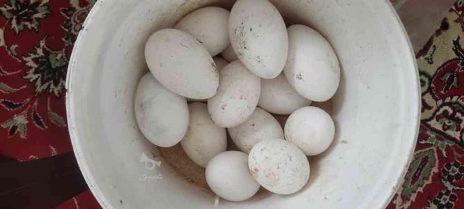 فروش تخم غاز محلی درشت و نطفه دار در گروه خرید و فروش ورزش فرهنگ فراغت در گلستان در شیپور-عکس1