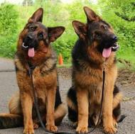 واگذار سگ ژرمنشپرد توله سگهای شولاین با کیفیت