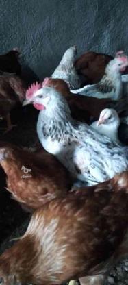 فروش نیمچه مرغ و خروس 70 روزه در گروه خرید و فروش ورزش فرهنگ فراغت در مازندران در شیپور-عکس1