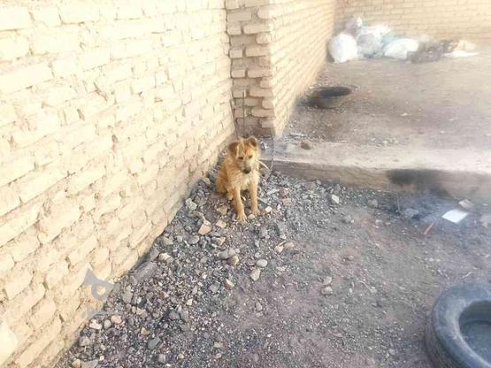 واگذاری سگ پاکوتاه ماده شناس نامه دار واکسن خورده در گروه خرید و فروش ورزش فرهنگ فراغت در کرمان در شیپور-عکس1