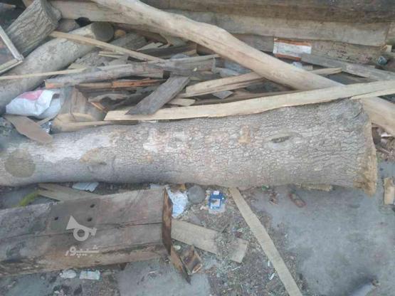 خرید چوب و برش درختان مجاز در گروه خرید و فروش خدمات و کسب و کار در لرستان در شیپور-عکس1