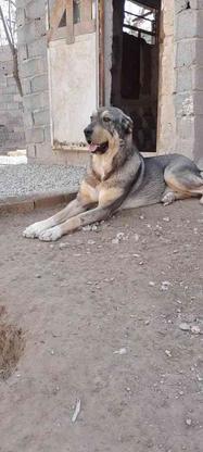 واگذاری سگ سراب سگ گله رو توله عراقی توله پژدر در گروه خرید و فروش ورزش فرهنگ فراغت در تهران در شیپور-عکس1