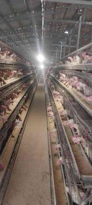 20 هزار سر قفس مرغ تخمگذار سه طبقه فروشی در گروه خرید و فروش صنعتی، اداری و تجاری در ایلام در شیپور-عکس1