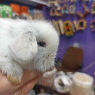 توله خرگوش لوپ اوکراینی با بهترین کیفیت