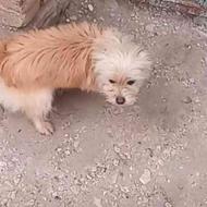 سگ شیتزو 2 ساله حرف گوش کن واگذاری
