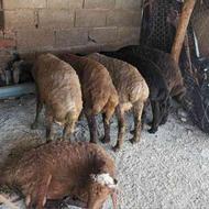 گوسفند نرتخمی ردیف عالی