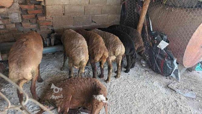 گوسفند نرتخمی ردیف عالی در گروه خرید و فروش ورزش فرهنگ فراغت در مازندران در شیپور-عکس1