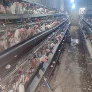 مرغ سفید صنعتی هلندی لگهورن زنده تخمگذاربشرط