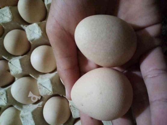 تخم مرغ شاخدار در گروه خرید و فروش ورزش فرهنگ فراغت در گلستان در شیپور-عکس1
