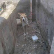 سگ گم شده در منطقه حسن اباد جلین