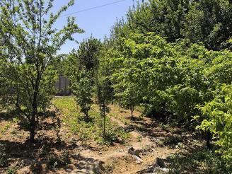 باغ آلبالو در تهراندشت،سعید اباد،قبل از نمکلان.