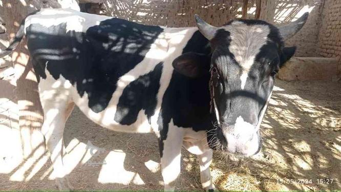 فروش گاو نر مناسب برای قربانی در گروه خرید و فروش ورزش فرهنگ فراغت در سیستان و بلوچستان در شیپور-عکس1