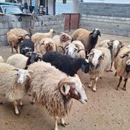 خرید و فروش گوسفند و بز