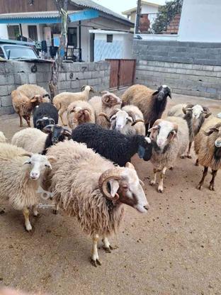 خرید و فروش گوسفند و بز در گروه خرید و فروش ورزش فرهنگ فراغت در مازندران در شیپور-عکس1