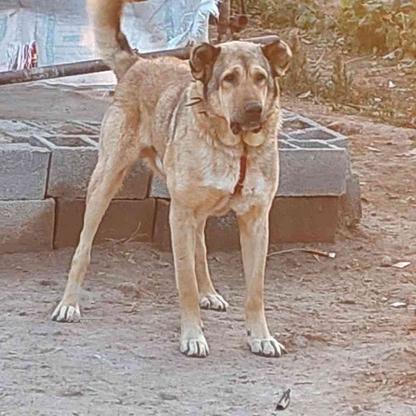 سگ عراقی از بهترین نسل واگذاری در گروه خرید و فروش ورزش فرهنگ فراغت در آذربایجان شرقی در شیپور-عکس1
